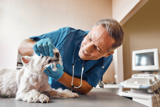 Best Broken or Chipped Tooth Repair in Gastonville, PA